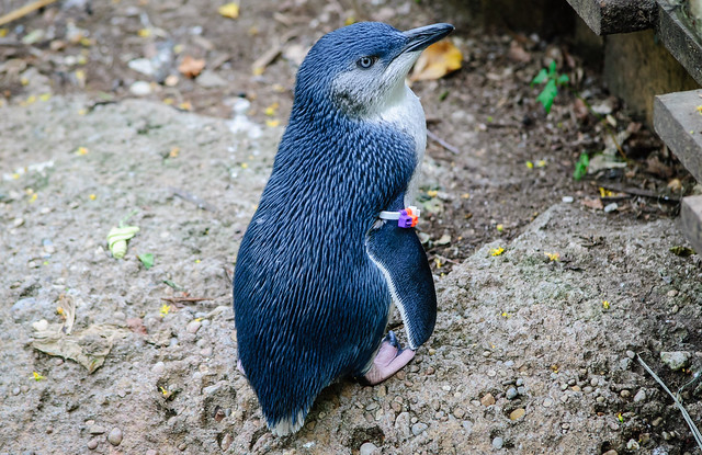 Juvenile Little Penguin