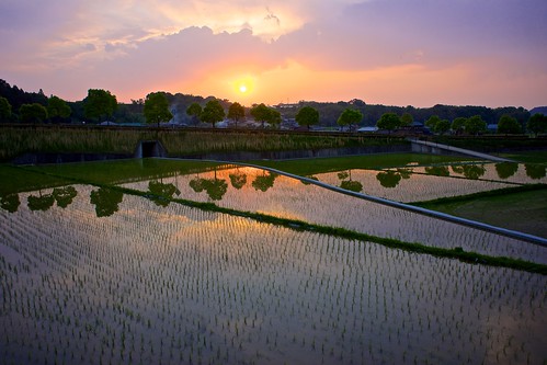 sunset field japan rice sony 日本 kagawa 田んぼ 夕焼け 香川 apsc sel1855 nex7 gettyimagesjapan12q2 gettyimagesjapan12q3 ©jakejung