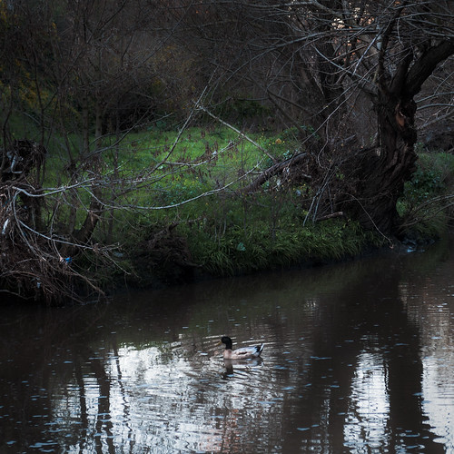 urban reflection tree water creek duck stream litter pollution detritus waste waterway