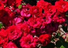 72612-103, Red Roses