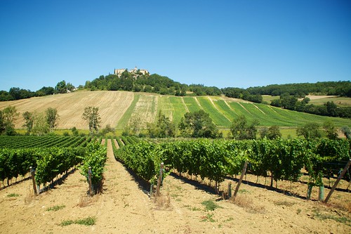 france summer vineyard