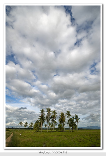 clouds coconuttree paddyfield