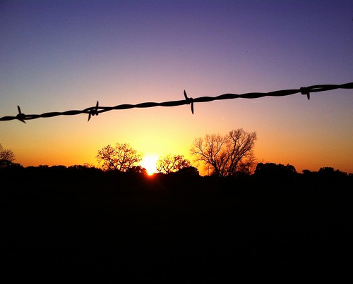 trees sunset sky wire texas horizon mesquite