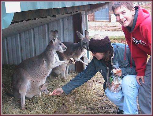 family animals kangaroo arkansas