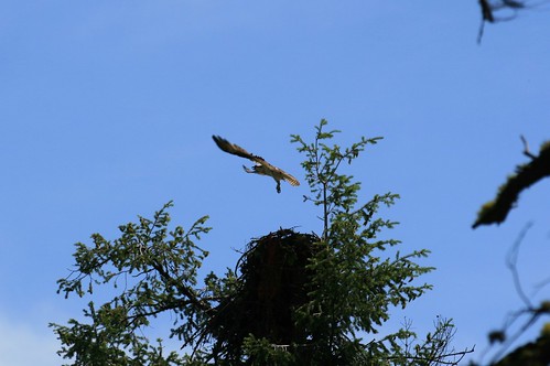 nature birds spokane nest osprey longlake easternwashington