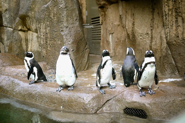 Penguin Point | Vancouver Aquarium