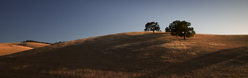 california summer tree landscape oak mtdiablo mountdiablo contracostacounty charlottegibbphotography charlottegibb
