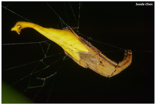 黑尾曳尾蛛 Arachnura melanura Simon, 1867
