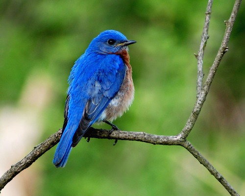 bird kentucky bluebird easternbluebird sialiasialis jackiebelmore