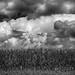 Cornfield and Clouds