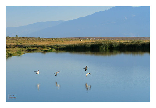 americanavocet aquaticbird bird california easternsierras landscape mountain owenslake sky unitedstates water