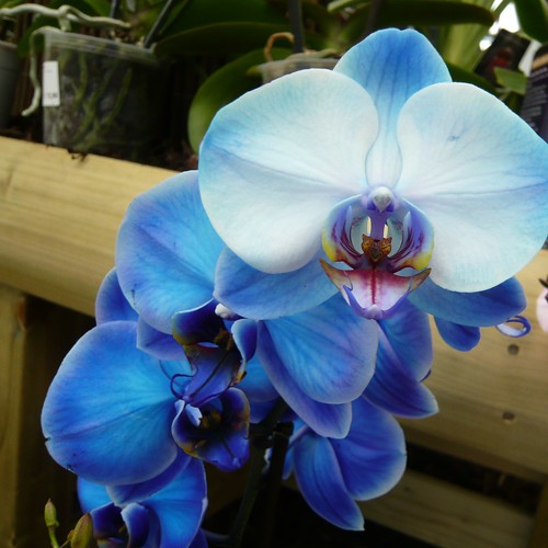 More Phalaenopsis Moth Orchids – Gardeners Tips