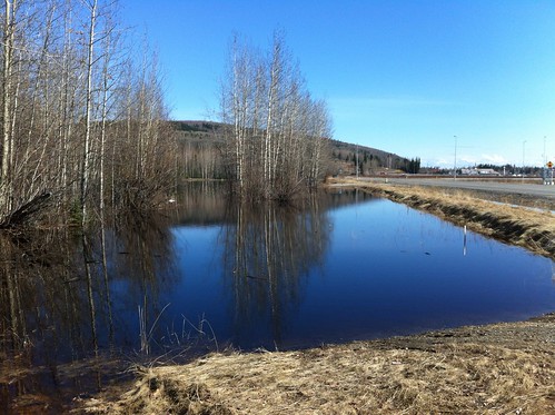 trees alaska fair ponds fairbanks meltwater