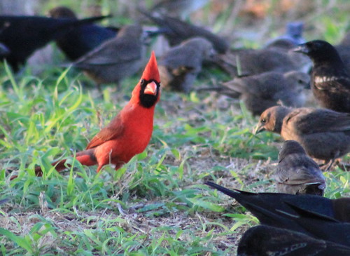 red usa bird animal riviera texas cardinal planet