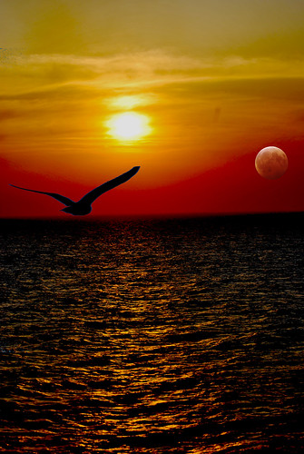 sunset sea españa tramonto mare seagull cartagena gabbiano spagna ourtime rememberthatmomentlevel4 rememberthatmomentlevel1 rememberthatmomentlevel2 rememberthatmomentlevel3