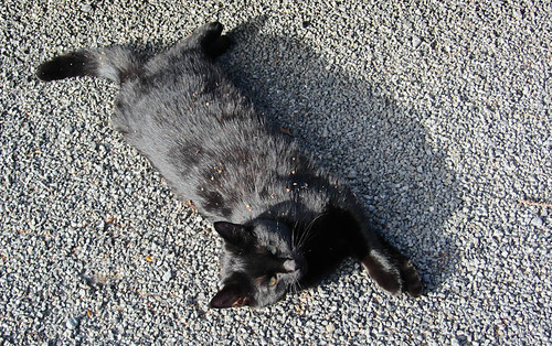 newzealand cat shadows stones hamnersprings