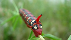 Spurge hawk-moth (caterpillar) 1 of 2