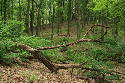 tree la illinois woods fallen vista godfrey