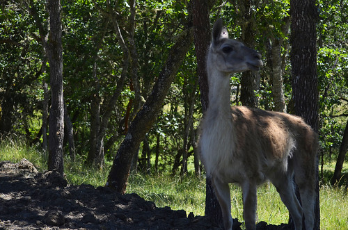 trees shadow sunlight cute nature animal animals oregon wildlife adorable safari greenery guanaco camelid