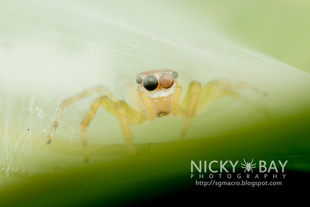 Jumping Spider (Bavia aericeps) - DSC_6093