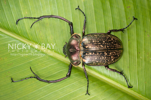 Scarab Beetle (Cheirotonus sp.) - DSC_6516