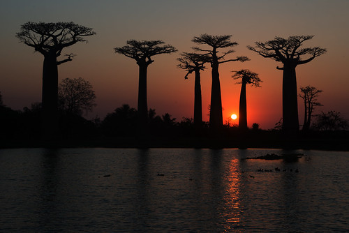 sunset madagascar baobab sundowner