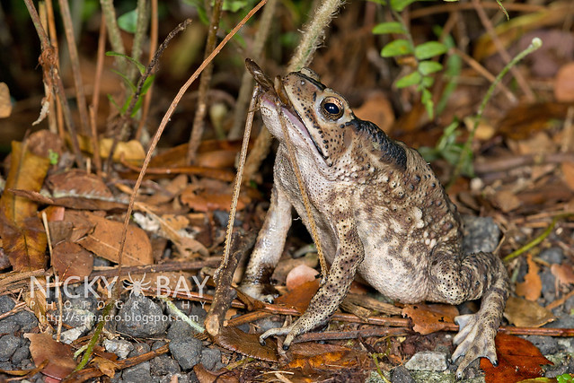 Toad with prey - DSC_7484