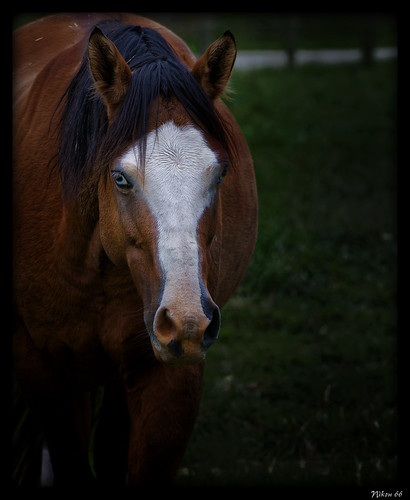 horse nikon blueeyes missouri walleye d800 jeffersoncounty 70200mmf28nikkor ©copyright