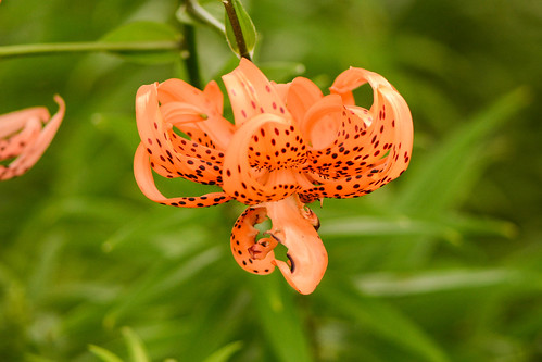 illinois prospectcemeteryprairie flower lily turkscaplily