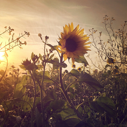 iphone iphonephotography iphoneography iphone6s mobile mobilephotography mariko square sunflower sonnenblume flower sun sunrise field summer autumn hipstamatic phototoaster camera snapseed