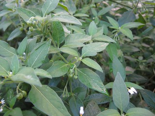 velvet nightshade (Solanum chenopodioides)