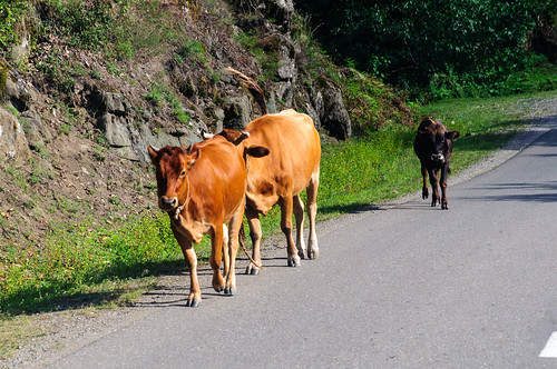 animals georgia cows dimi naturelandscape imereti