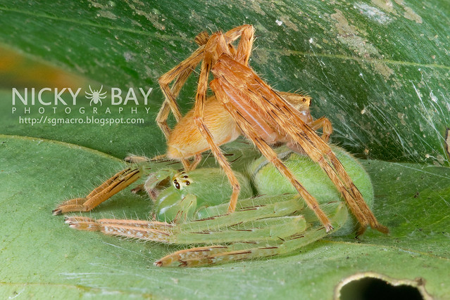 Huntsman Spiders (Sparassidae) - DSC_3636