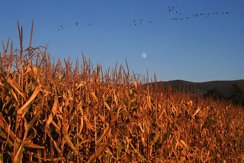 autumn sky moon geese corn vermont harvest fields
