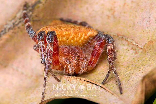 Red Tent Spider (Cyrtophora unicolor) - DSC_5188