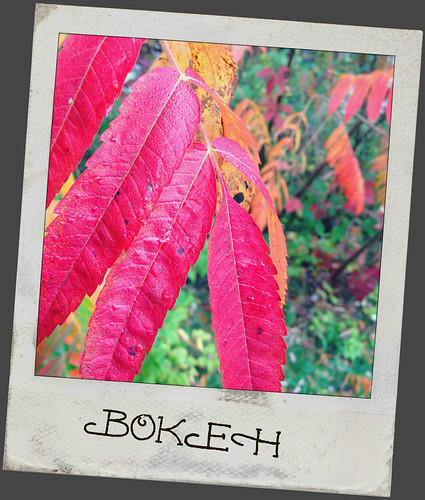 red ontario canada tree apple leaf bokeh sumac whitby iphone week40 52of2012