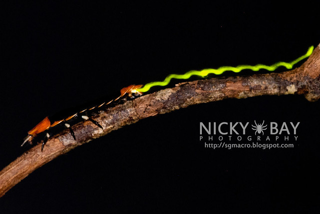 Firefly larva (Lampyridae) - DSC_5571
