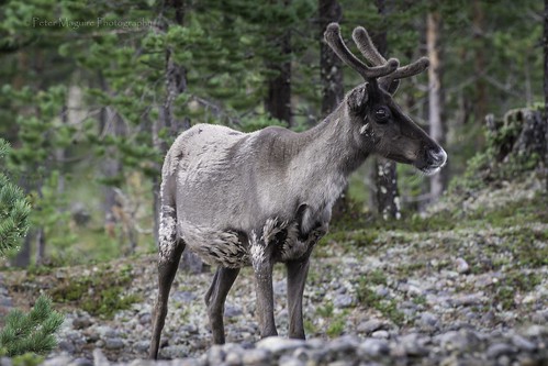 cervidae commonnames europe mammals norrbotten places rangifer reindeer sweden tornedalen vertebrates tarandus