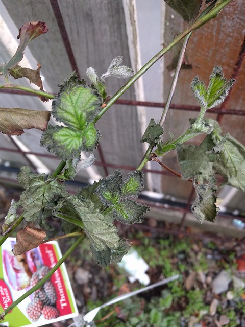 Frost damage on the new raspberry growth