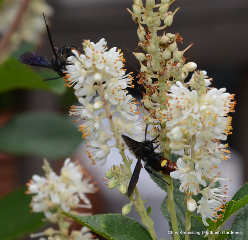 Scolia dubia, Blue-Winged Digger Wasp, on Clethra alnifolia, Summersweet