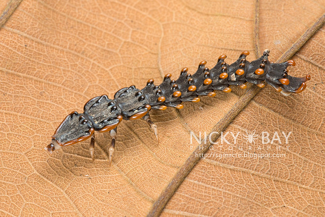 Trilobite Beetle (Platerodrilus sp.) - DSC_1937