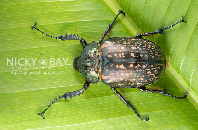 Scarab Beetle (Cheirotonus sp.) - DSC_6494