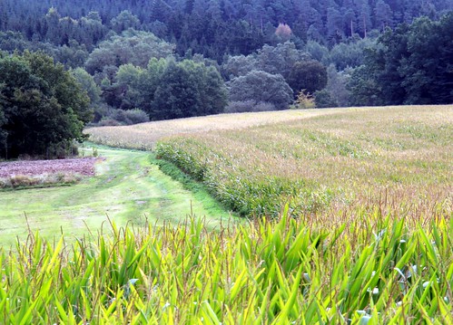 germany landscape village grain thuringia maize schackendorf americangrain