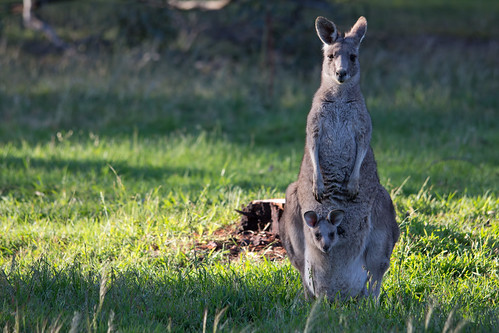 Kangaroo with joey 2012-10-04 _MG_5030)