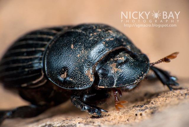 Dung Beetle (Scarabaeoidea) - DSC_6424