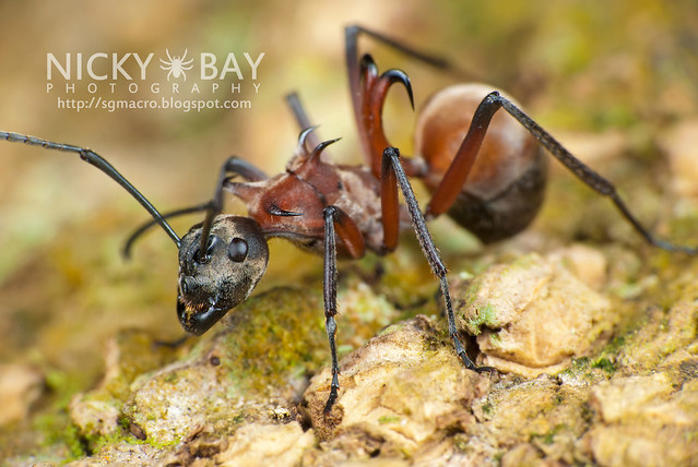 Fish Hook Ant (Polyrhachis bihamata) - DSC_4349