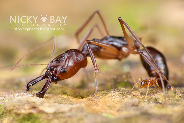 Trap-jaw Ant (Odontomachus sp.) - DSC_2924