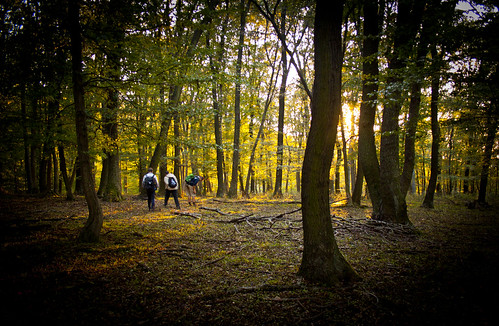 trip autumn light sunset yellow forest hungary hiking wald ősz erdő túra gerecse túrázás