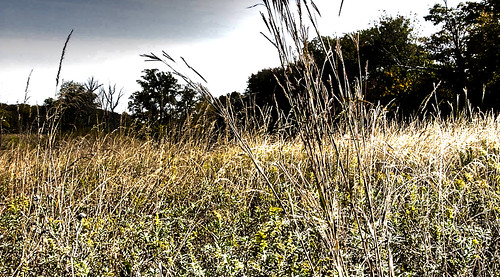 plants grass photoshop illinois woods native horizon prairie vivicam vivitar hdr funksgrove naturecenter sugargrove mcleancounty