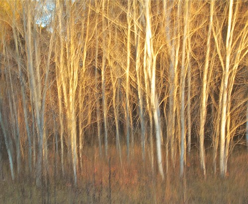 abstract tree fall forest alberta birch icm intentionalcameramovement